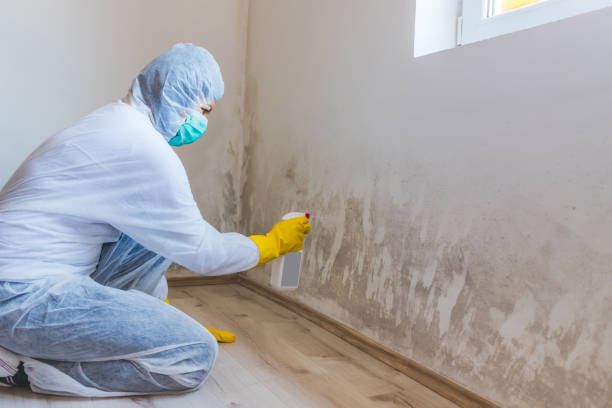 Licensed Mold Inspection service in Kensington, MD - WQB Mold Removal